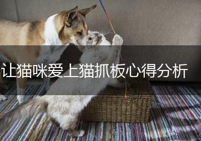 让猫咪爱上猫抓板心得分析