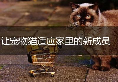 让宠物猫适应家里的新成员