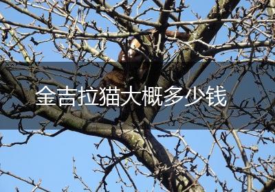 金吉拉猫大概多少钱