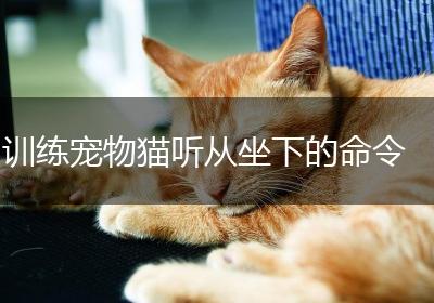训练宠物猫听从坐下的命令