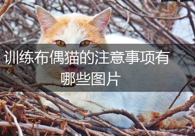 训练布偶猫的注意事项有哪些图片