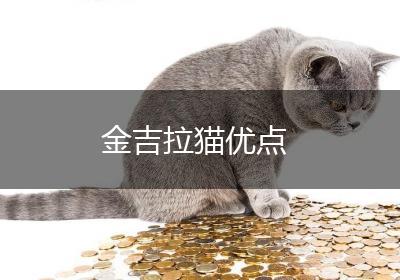 金吉拉猫优点