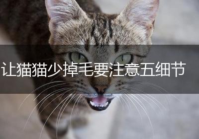 让猫猫少掉毛要注意五细节