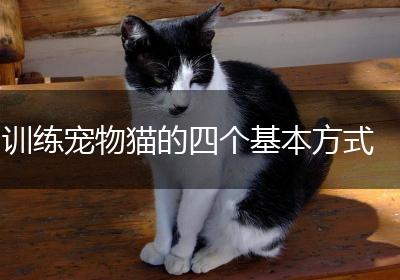 训练宠物猫的四个基本方式