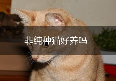 非纯种猫好养吗