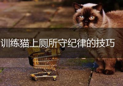 训练猫上厕所守纪律的技巧