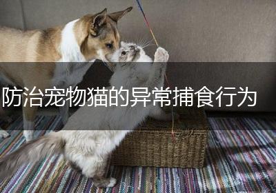 防治宠物猫的异常捕食行为
