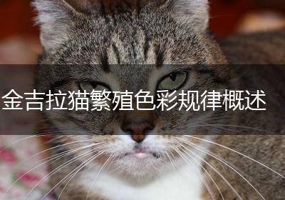 金吉拉猫繁殖色彩规律概述