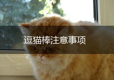 逗猫棒注意事项