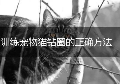 训练宠物猫钻圈的正确方法