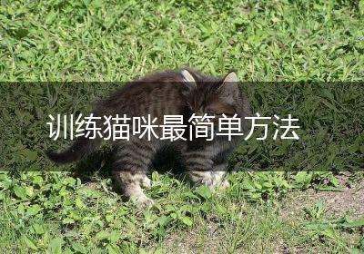 训练猫咪最简单方法