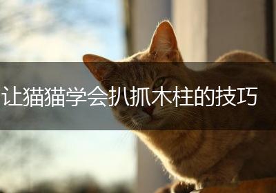 让猫猫学会扒抓木柱的技巧
