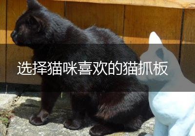 选择猫咪喜欢的猫抓板