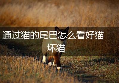 通过猫的尾巴怎么看好猫坏猫