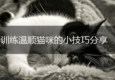 训练温顺猫咪的小技巧分享