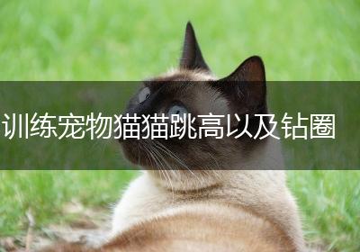 训练宠物猫猫跳高以及钻圈
