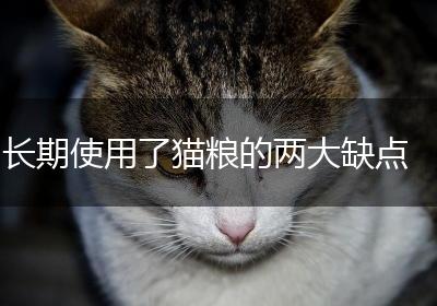 长期使用了猫粮的两大缺点