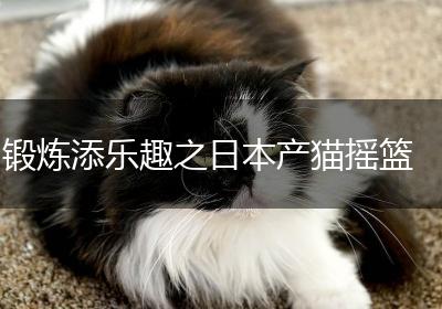 锻炼添乐趣之日本产猫摇篮