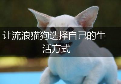 让流浪猫狗选择自己的生活方式