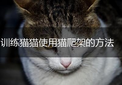训练猫猫使用猫爬架的方法