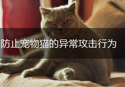 防止宠物猫的异常攻击行为