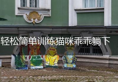 轻松简单训练猫咪乖乖躺下