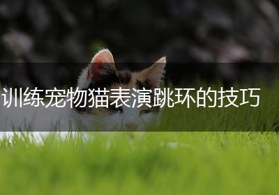 训练宠物猫表演跳环的技巧