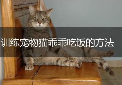训练宠物猫乖乖吃饭的方法