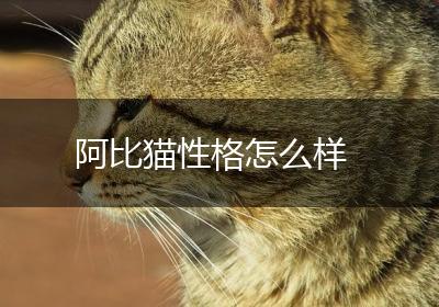 阿比猫性格怎么样