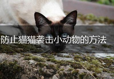 防止猫猫袭击小动物的方法