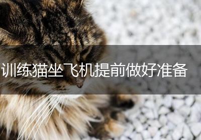 训练猫坐飞机提前做好准备