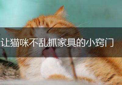 让猫咪不乱抓家具的小窍门