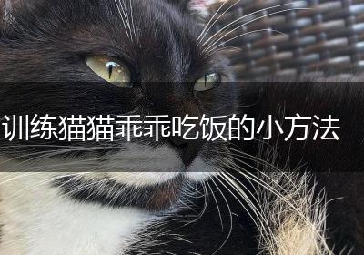 训练猫猫乖乖吃饭的小方法