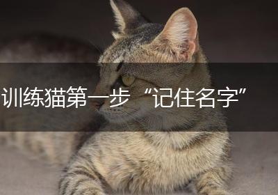 训练猫第一步“记住名字”
