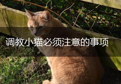 调教小猫必须注意的事项