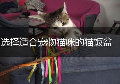 选择适合宠物猫咪的猫饭盆