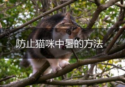防止猫咪中暑的方法