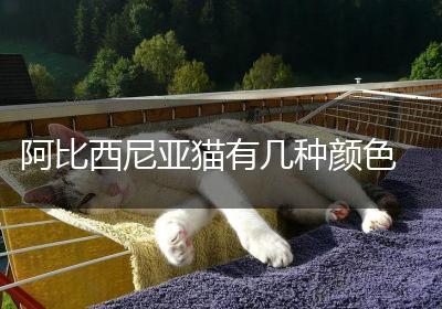 阿比西尼亚猫有几种颜色