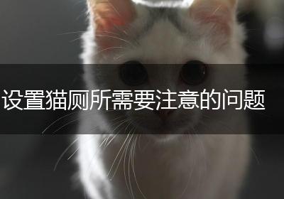 设置猫厕所需要注意的问题