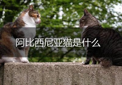 阿比西尼亚猫是什么