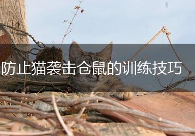 防止猫袭击仓鼠的训练技巧
