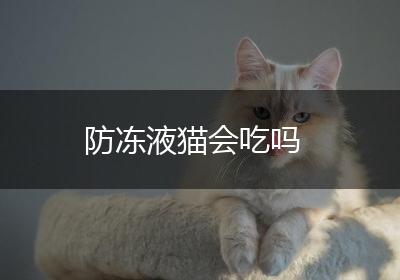 防冻液猫会吃吗