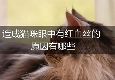 造成猫咪眼中有红血丝的原因有哪些