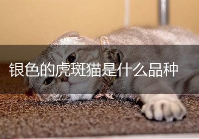银色的虎斑猫是什么品种