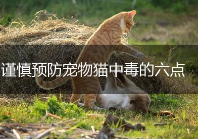 谨慎预防宠物猫中毒的六点