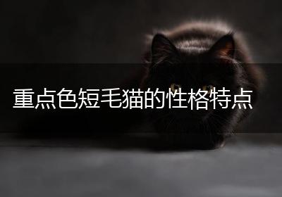 重点色短毛猫的性格特点