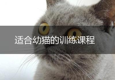 适合幼猫的训练课程