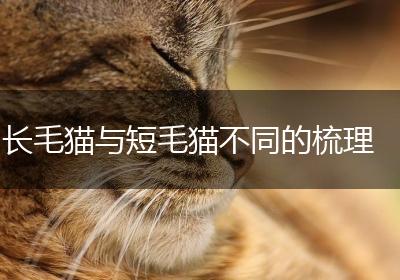 长毛猫与短毛猫不同的梳理