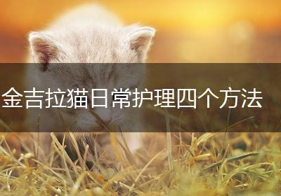 金吉拉猫日常护理四个方法