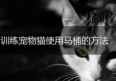 训练宠物猫使用马桶的方法